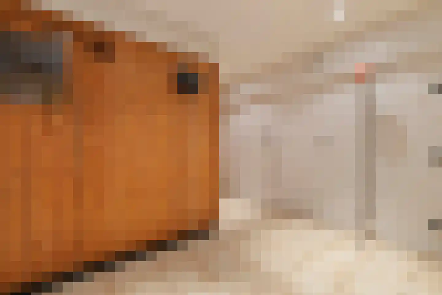 Raadhuislaan 5 Tegelen thumbnail 58