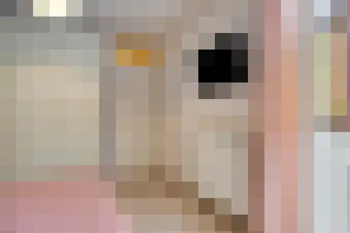 Raadhuislaan 83 Oss thumbnail 17