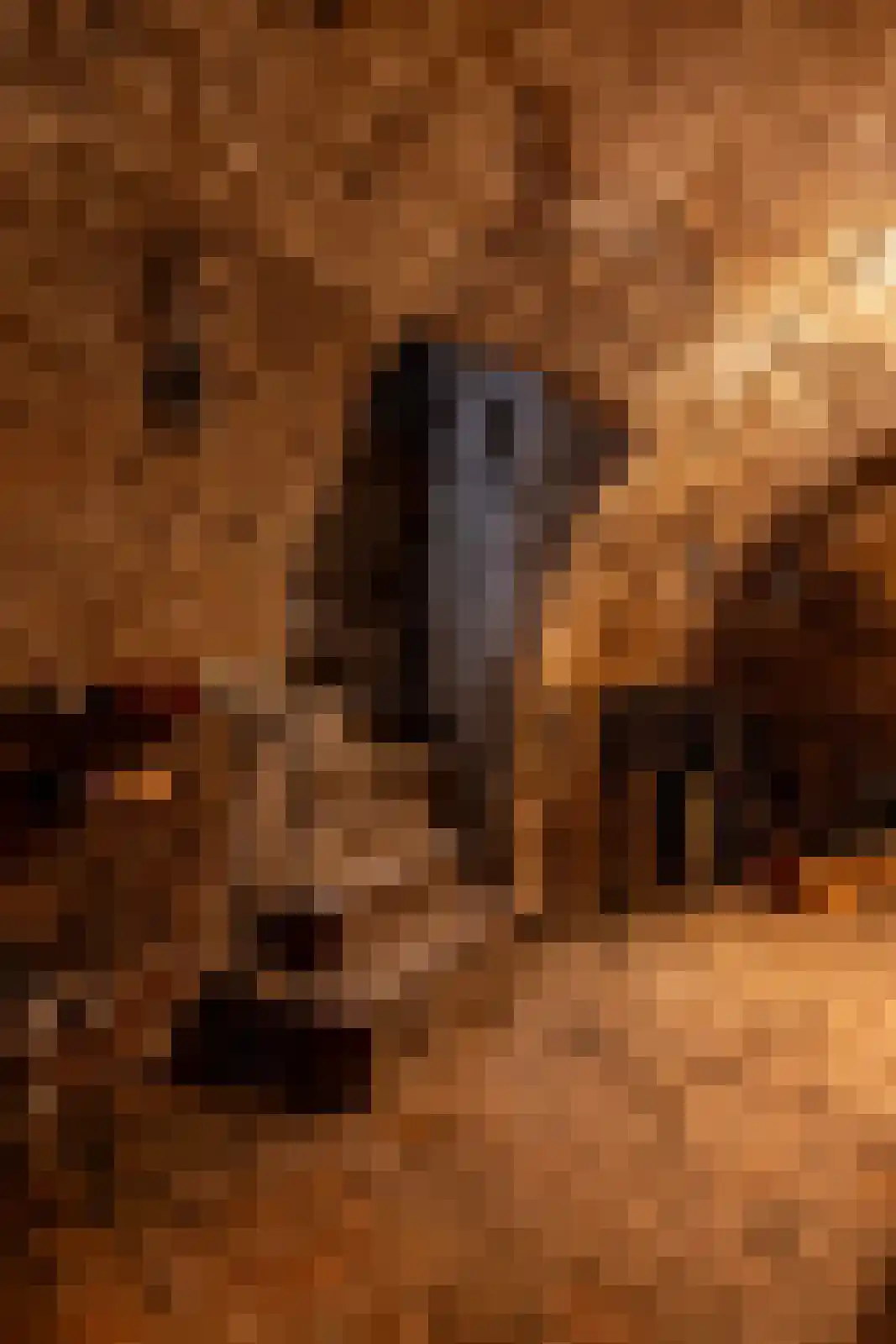 Raadhuissteeg 6 Zutphen thumbnail 51