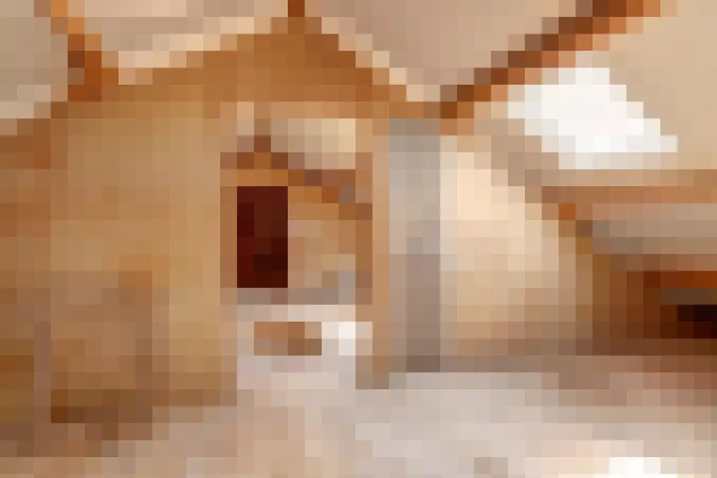 Raadhuisstraat 21 Koog aan de Zaan thumbnail 46