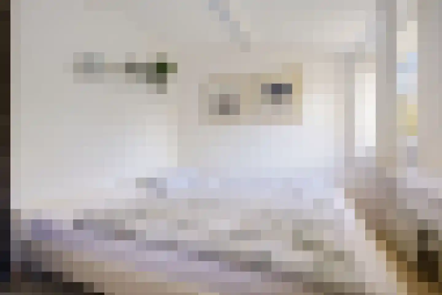 Raadhuisstraat 27 h68 Dirkshorn thumbnail 17