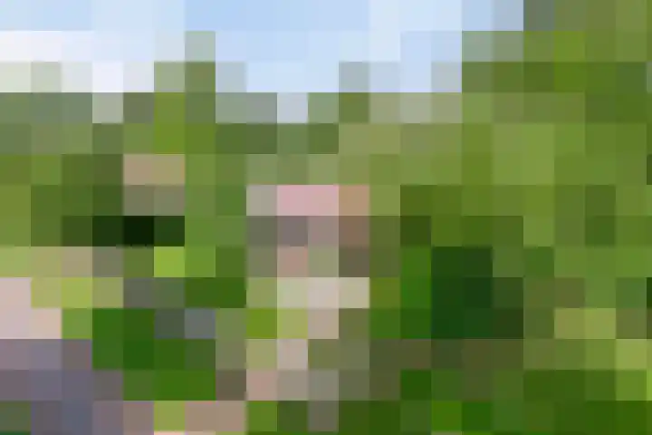 Raadhuisstraat 27 h70 Dirkshorn thumbnail 42