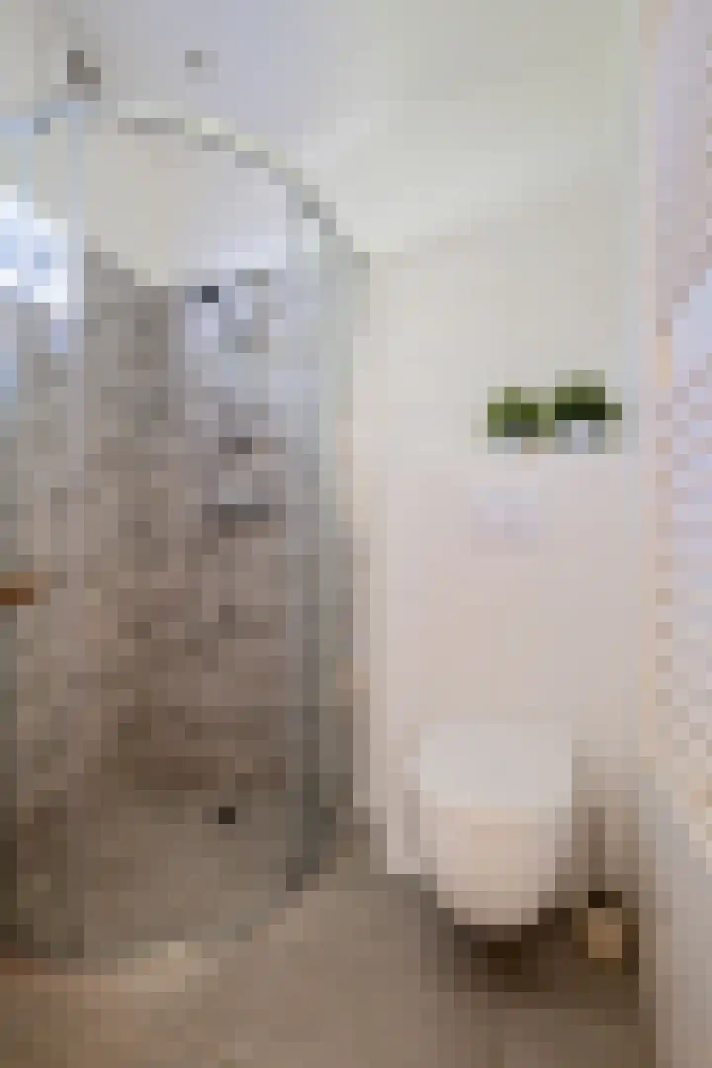 Raadhuisstraat 27 h73 Dirkshorn thumbnail 14