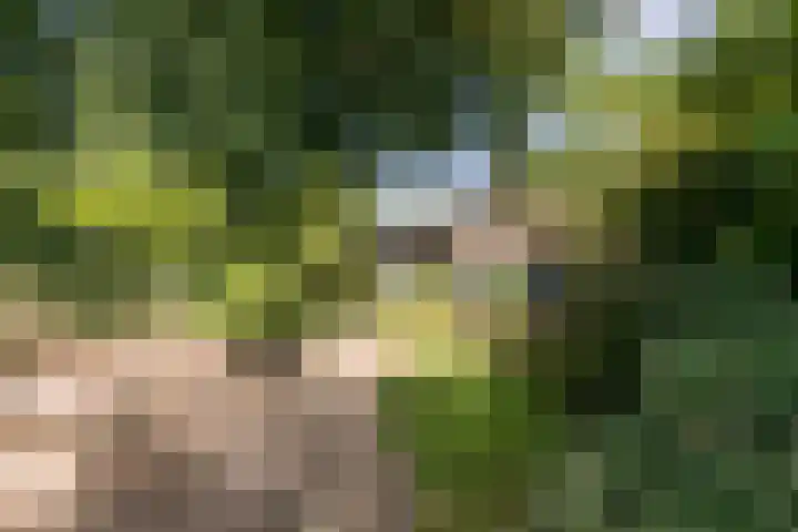 Raadhuisstraat 44 Waalre thumbnail 40