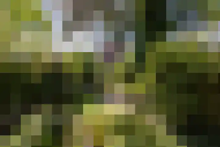 Raadhuisstraat 44 Waalre thumbnail 43