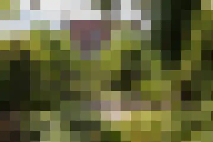 Raadhuisstraat 44 Waalre thumbnail 44