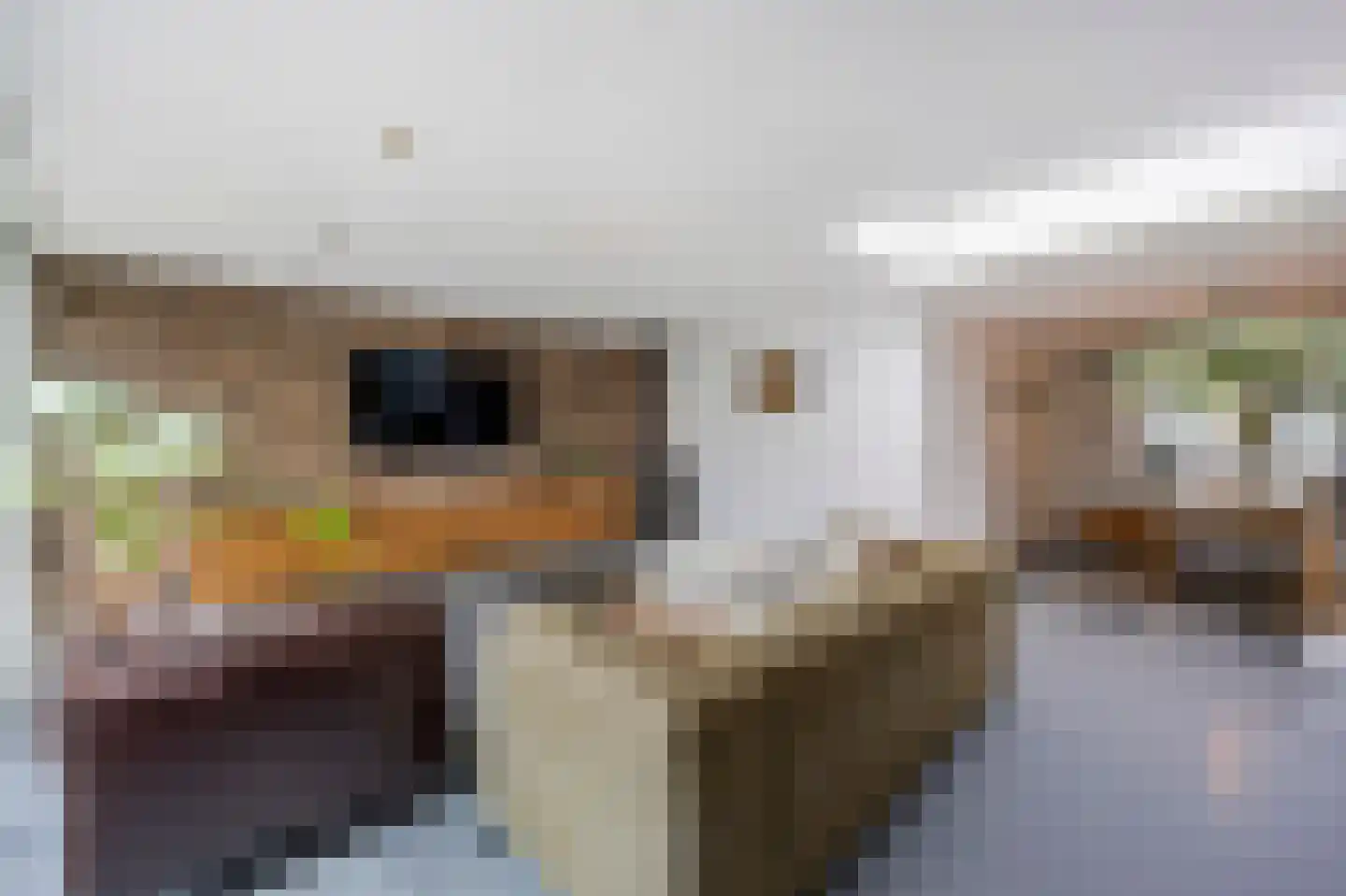 Raadhuisstraat 5 Maasbracht thumbnail 9