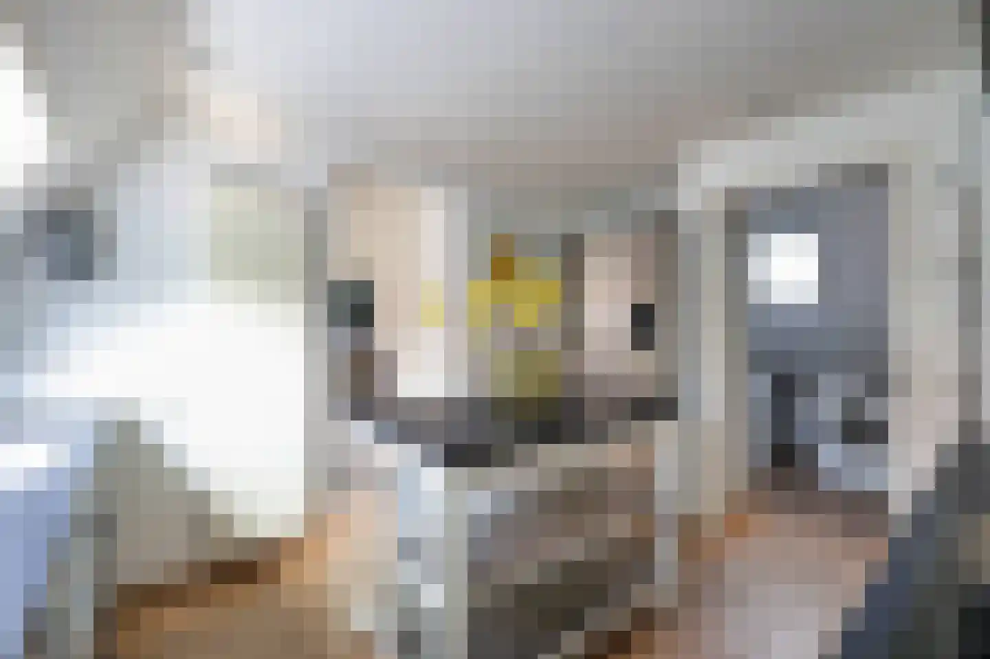 Raadhuisstraat 6 A Bergen (NH) thumbnail 17