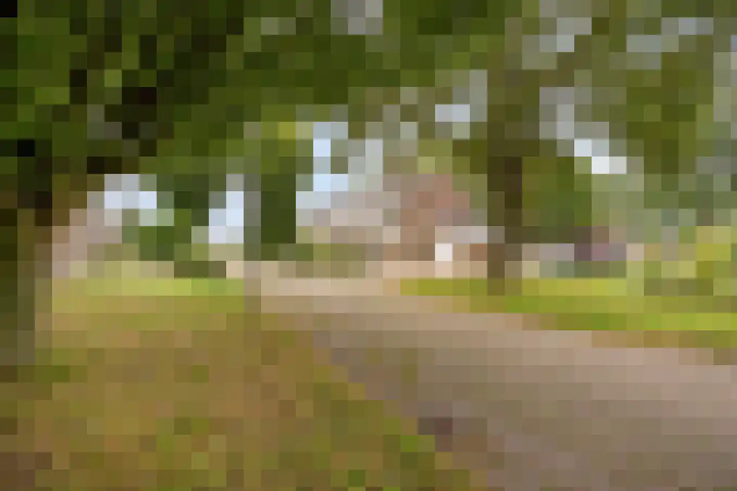 Raadhuisstraat 76 Beerta thumbnail 9