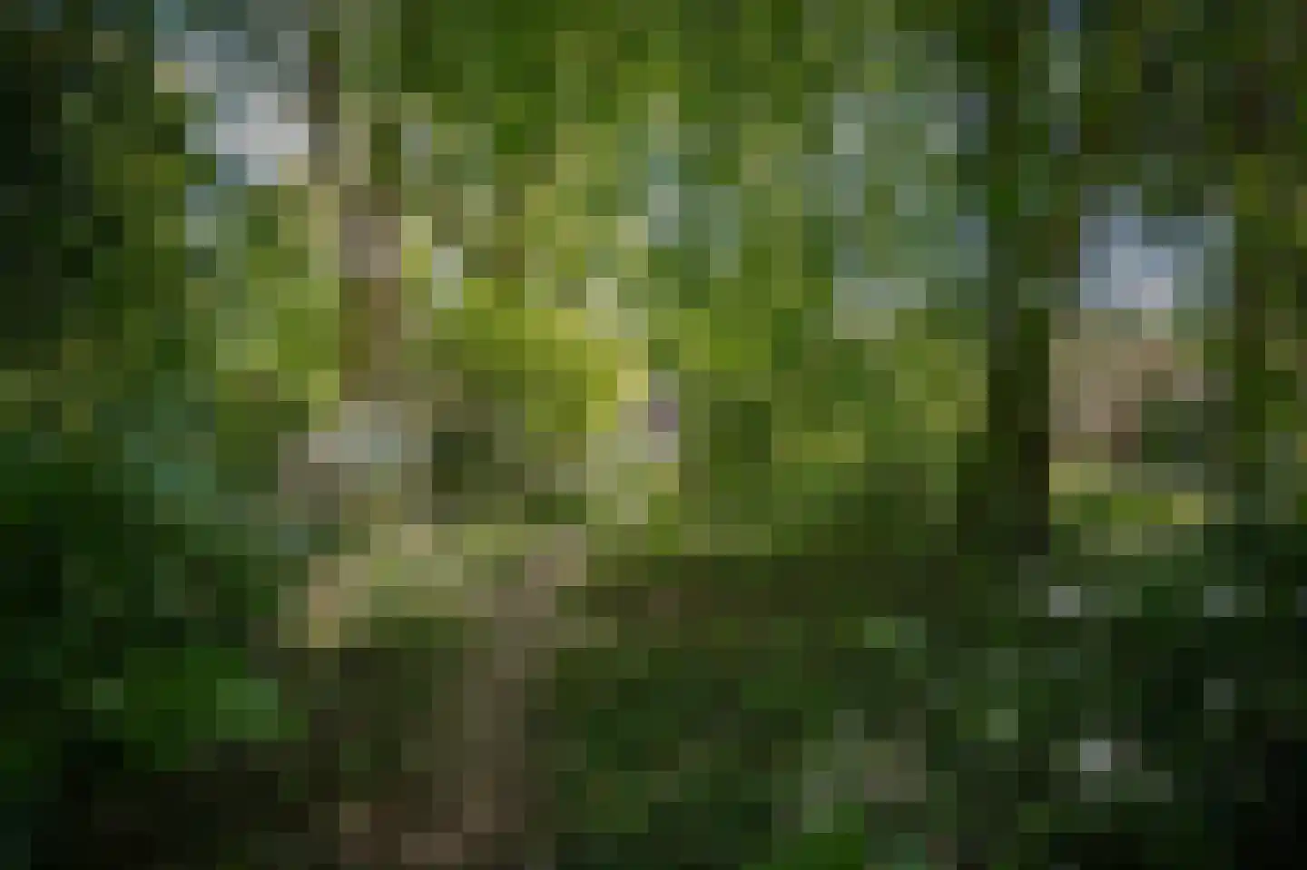 Raadhuisstraat 84 Waalre thumbnail 40