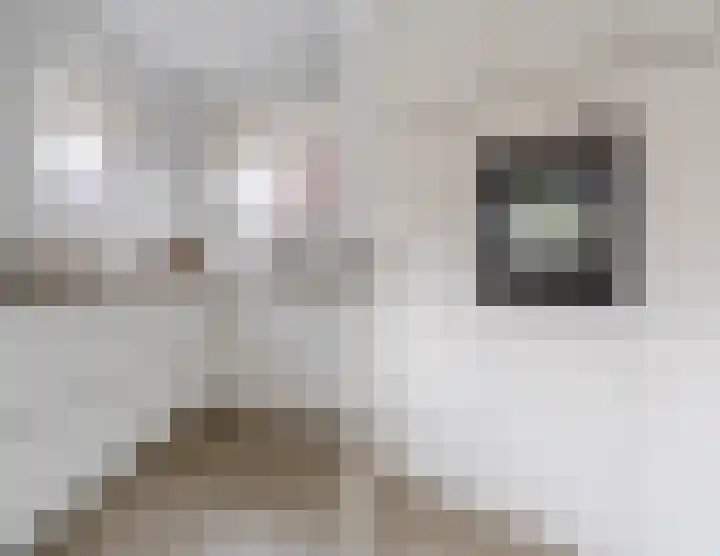 Raaigras 23 Assendelft thumbnail 24