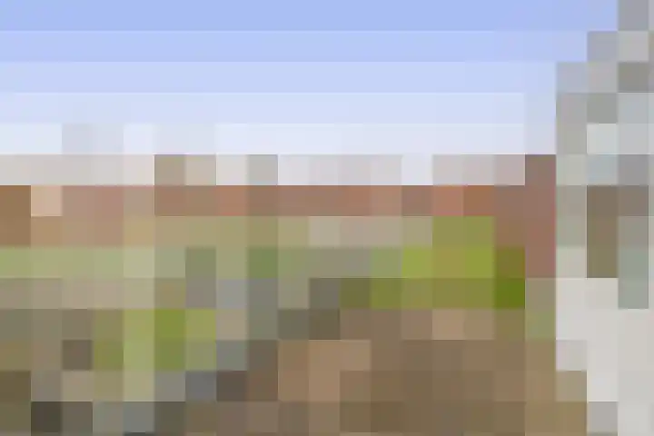 Raaigras 25 Spijkenisse thumbnail 4