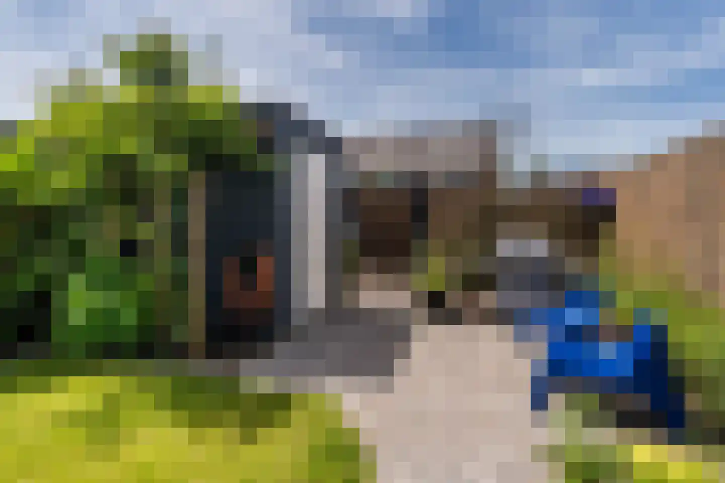 Raaigras 38 Assendelft thumbnail 43