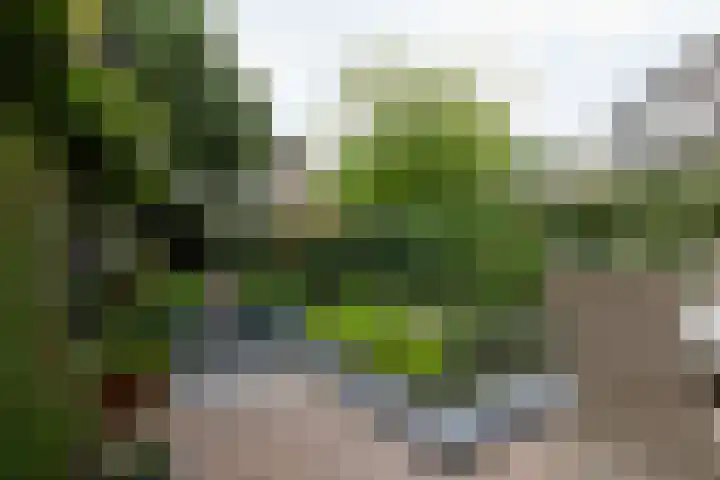 Raaigras 49 Wilnis thumbnail 10