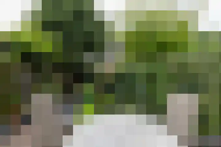 Raaigras 49 Wilnis thumbnail 11