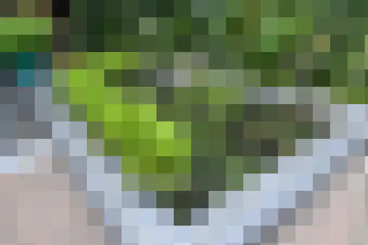 Raaigras 49 Wilnis thumbnail 13