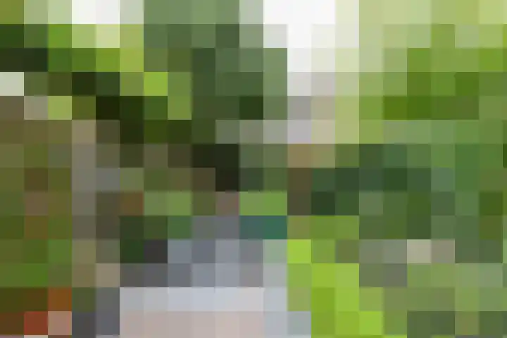 Raaigras 49 Wilnis thumbnail 14