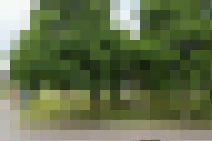 Raaigras 49 Wilnis thumbnail 27