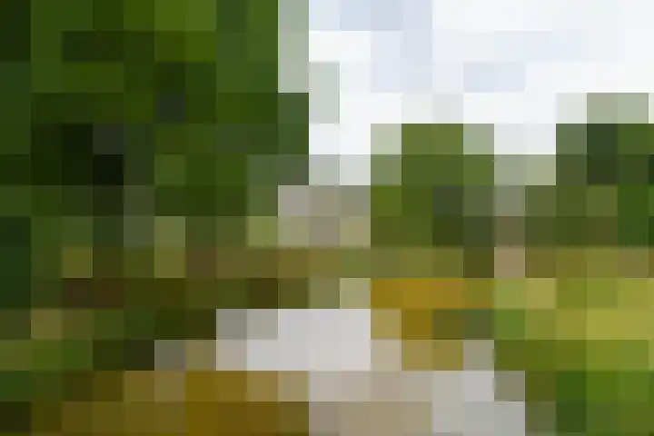 Raaigras 49 Wilnis thumbnail 28