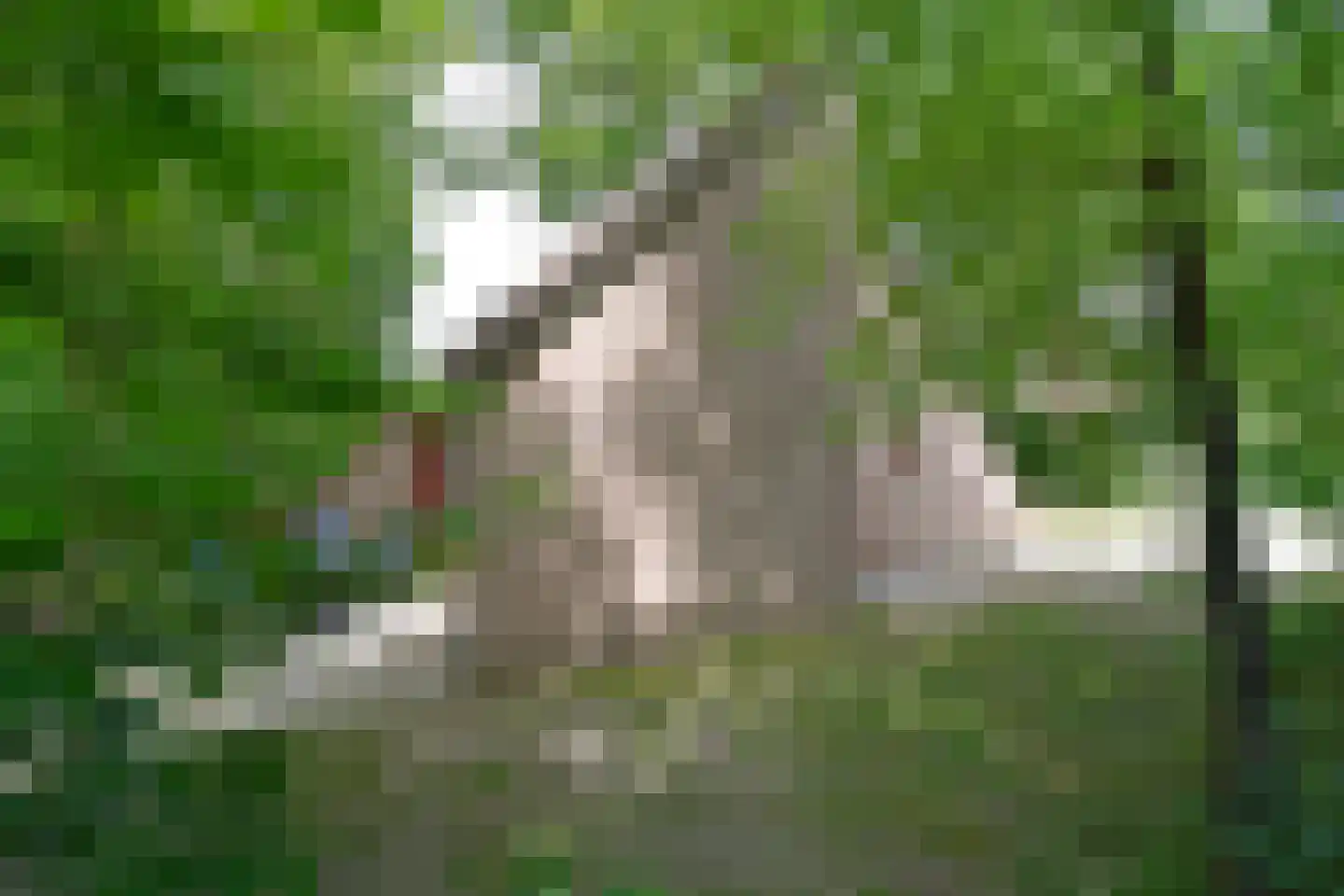 Raaijweg 25 231 Overloon thumbnail 28