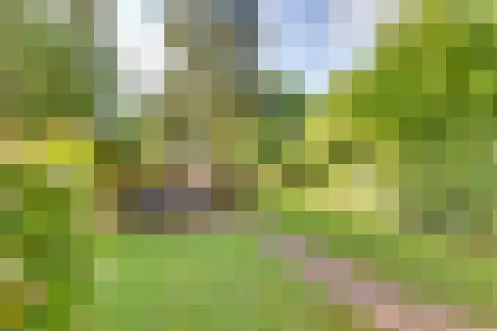 Raalterweg 18 Holten thumbnail 34