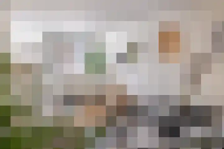 Raam 262 Gouda thumbnail 7
