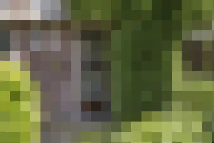 Raapopseweg 2 Arnhem thumbnail 5