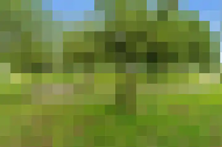 Raapzaadhof 1 Alblasserdam thumbnail 66