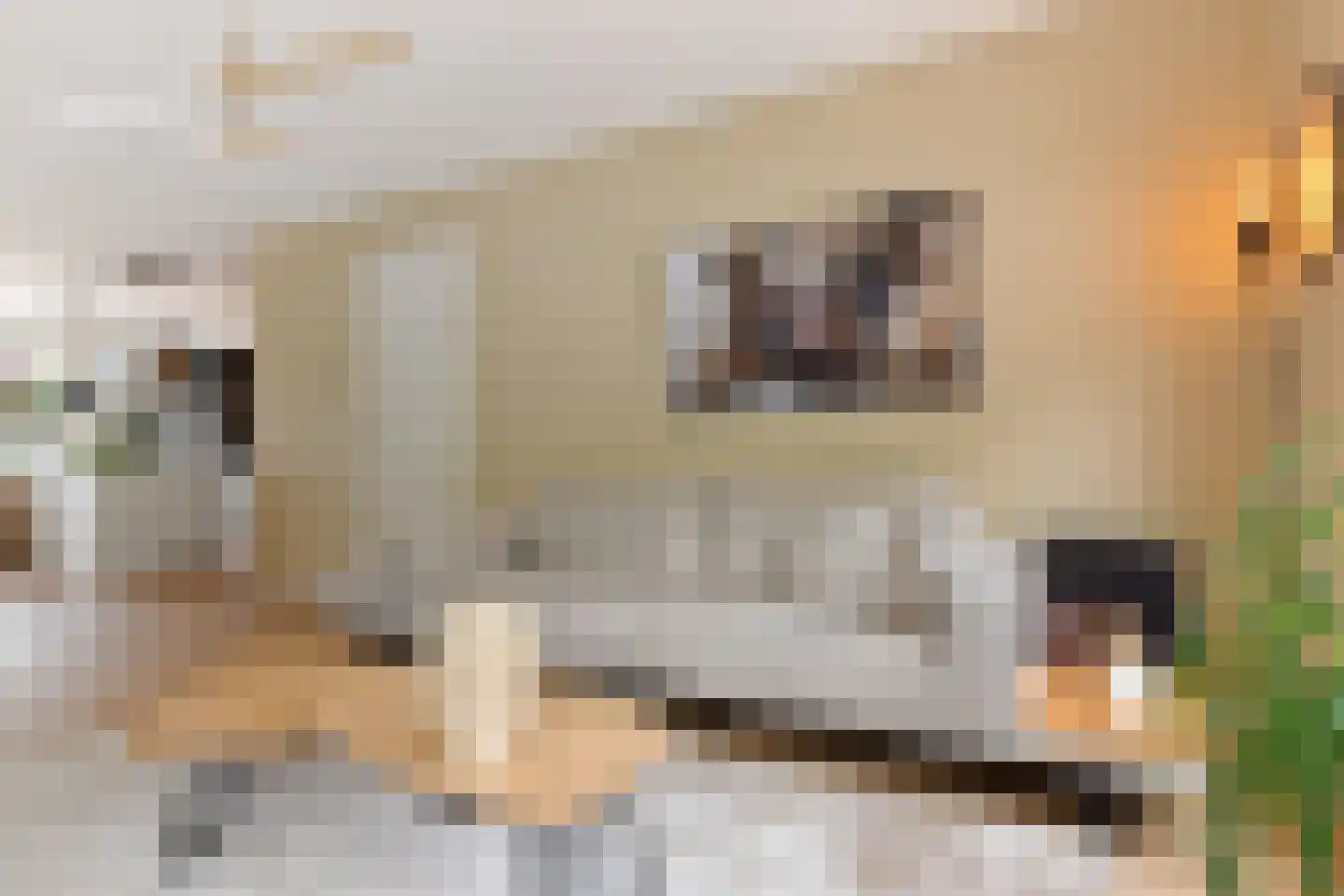 Raatakker 28 Bant thumbnail 13