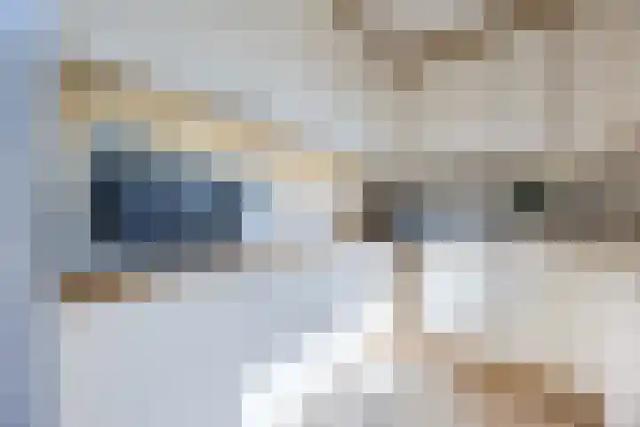 Raatven 60 Eindhoven thumbnail 11