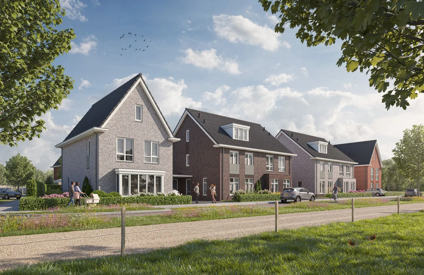 Rabarber 12 Molenhoek
