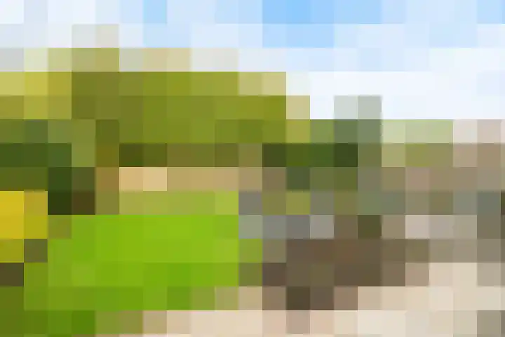 Rabarberveld 15 Berghem thumbnail 32