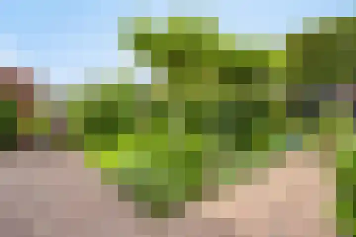 Rabarberveld 21 Berghem thumbnail 27