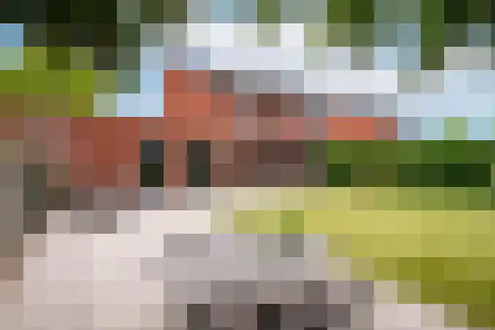 Rabarberveld 37 Berghem thumbnail 21