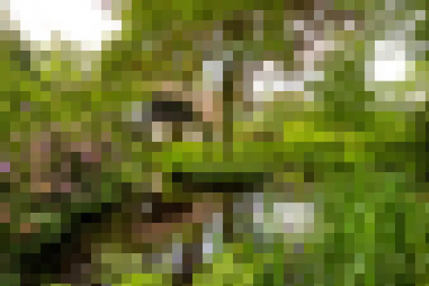 Raboes 14 Laren thumbnail 58