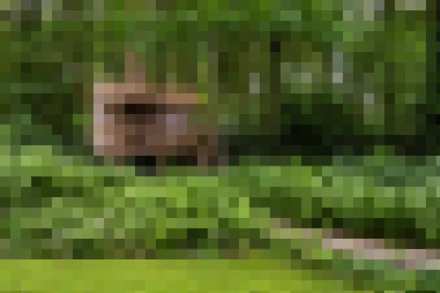Raboes 14 Laren thumbnail 60