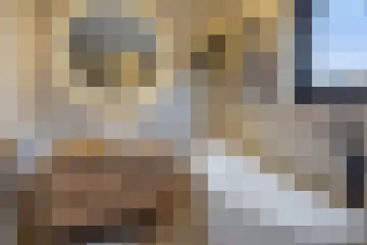 Rachel Ruyschstraat 23 Eindhoven thumbnail 38