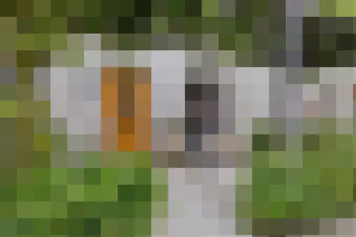 Rachel Ruyschstraat 23 Eindhoven thumbnail 5
