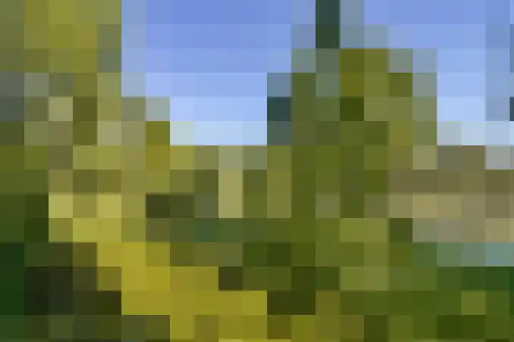 Rachmaninoffplantsoen 4 Utrecht thumbnail 6