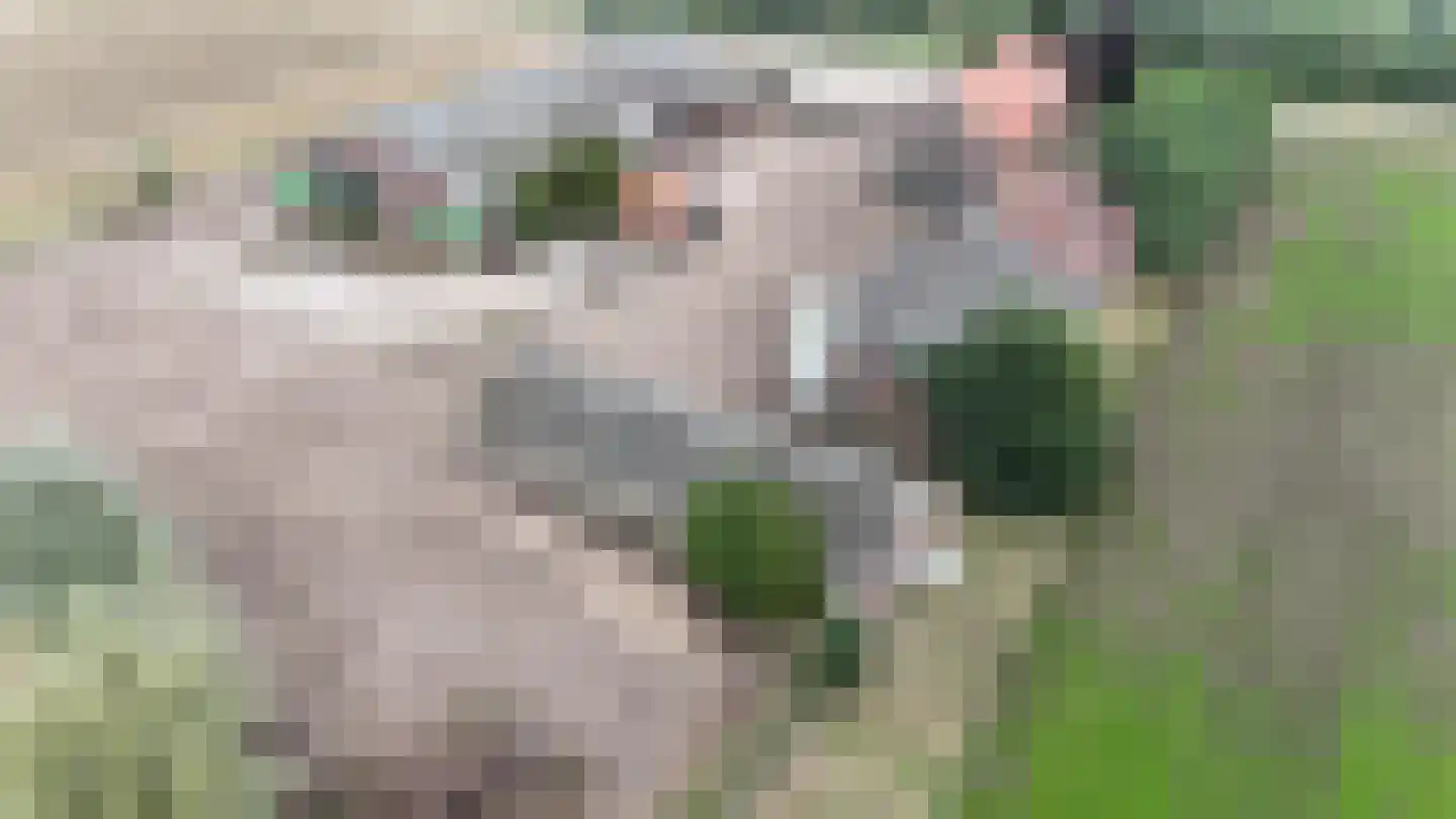 Rakerstraat 4 Maarheeze thumbnail 24