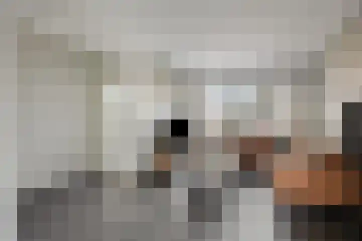 Rakkert 5 Bakel thumbnail 6