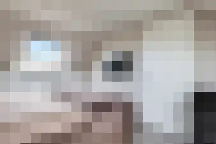 Ram 12 Elst thumbnail 49