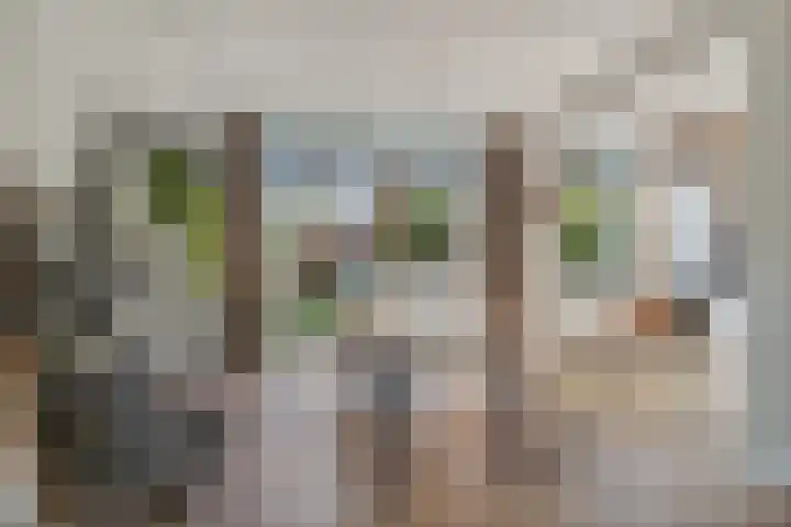 Rameaustraat 19 's-Hertogenbosch thumbnail 9