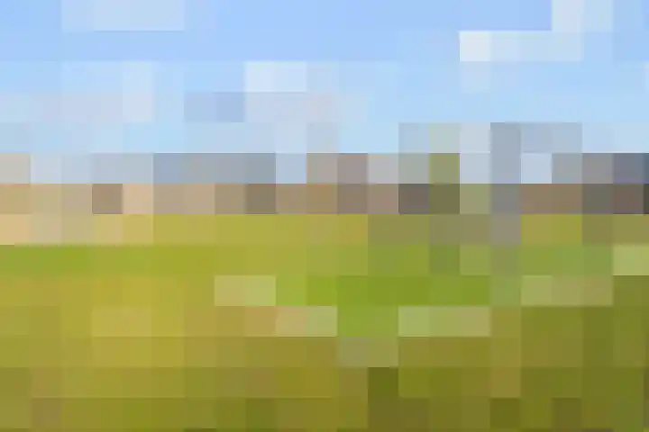 Ramin 9 Rosmalen thumbnail 40