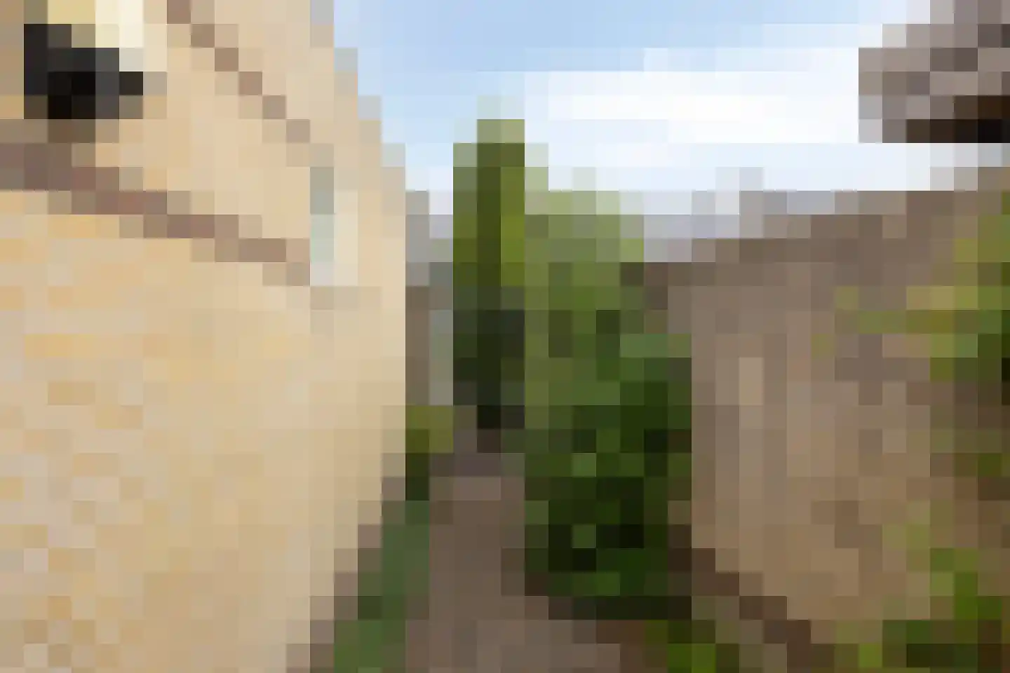 Randveld 7 Boekel thumbnail 28