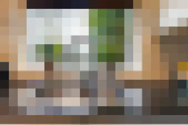 Ranonkel 15 Sprang-Capelle thumbnail 14