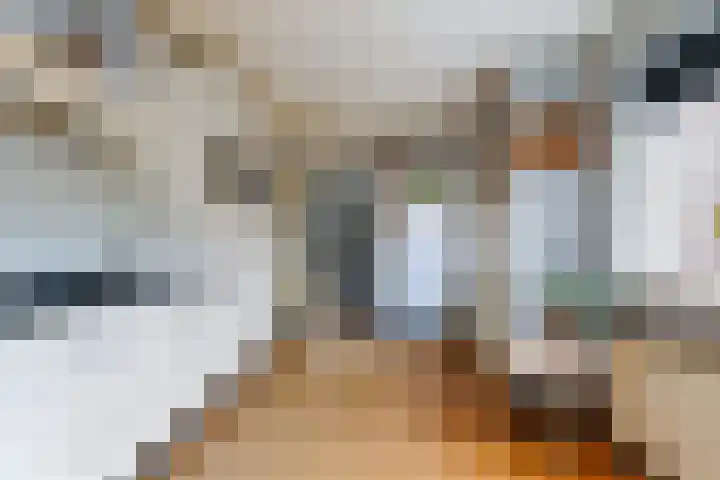 Ranonkel 15 Sprang-Capelle thumbnail 15