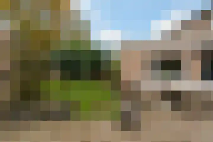 Ranonkel 15 Sprang-Capelle thumbnail 31