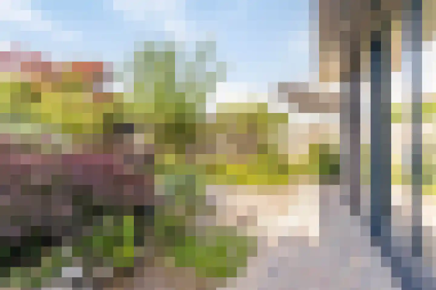 Ranonkel 15 Venray thumbnail 30