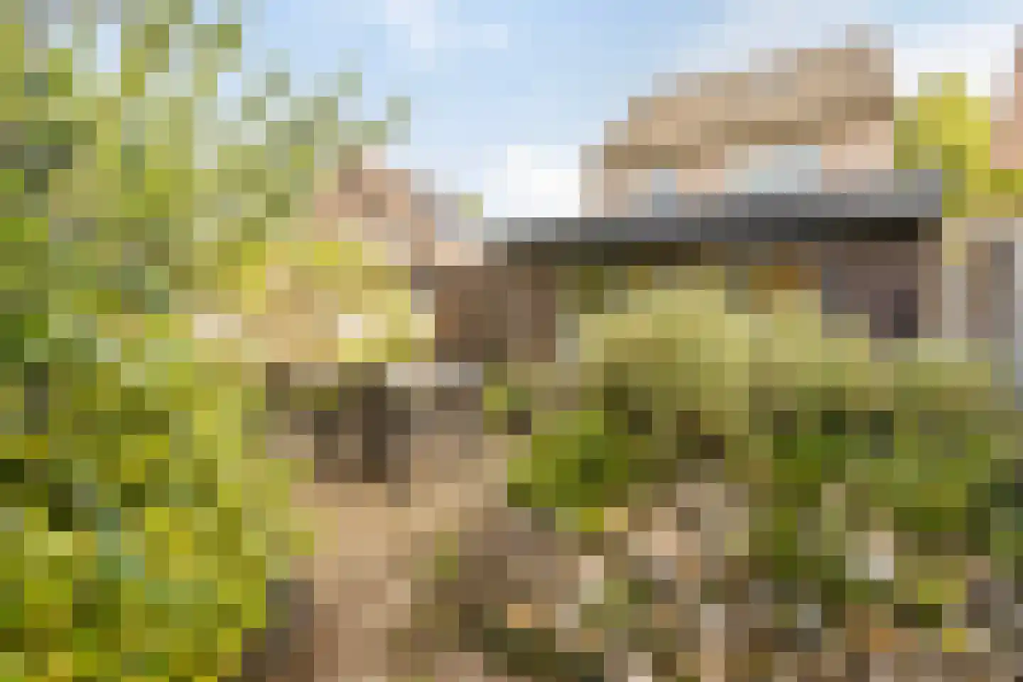 Ranonkel 15 Venray thumbnail 4